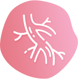 kollagen icon
